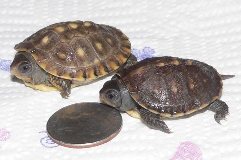 Two Cute Baby Box Turtles for Sale! Tortoise Forum
